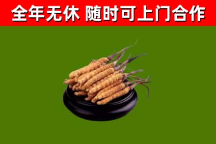 长沙市烟酒回收冬虫夏草.jpg